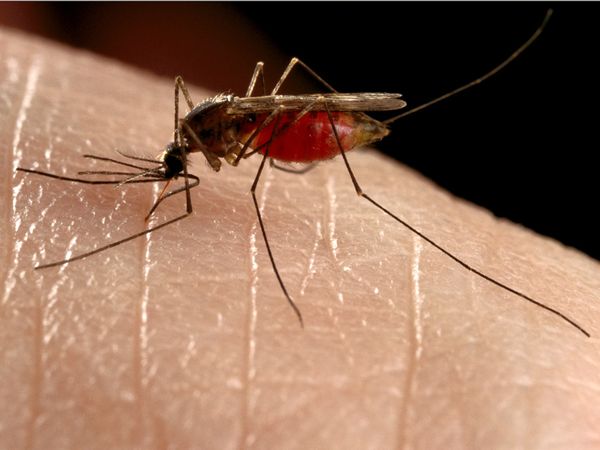 mosquito_634_600x450.jpg