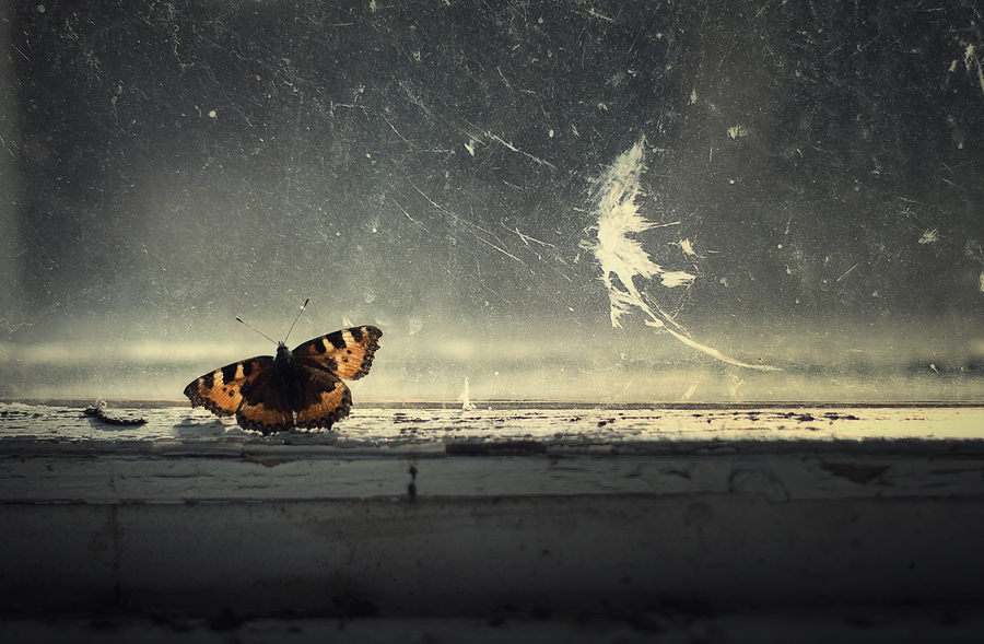 last_day_on_earth_butterfly.jpg