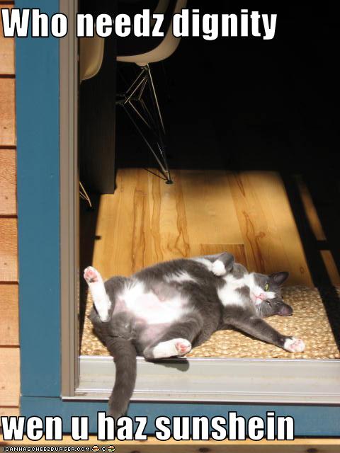 funny-pictures-cat-in-sunshine-has-no-dignity.jpg