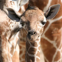 20090731_113359_3_giraffe_200.jpg