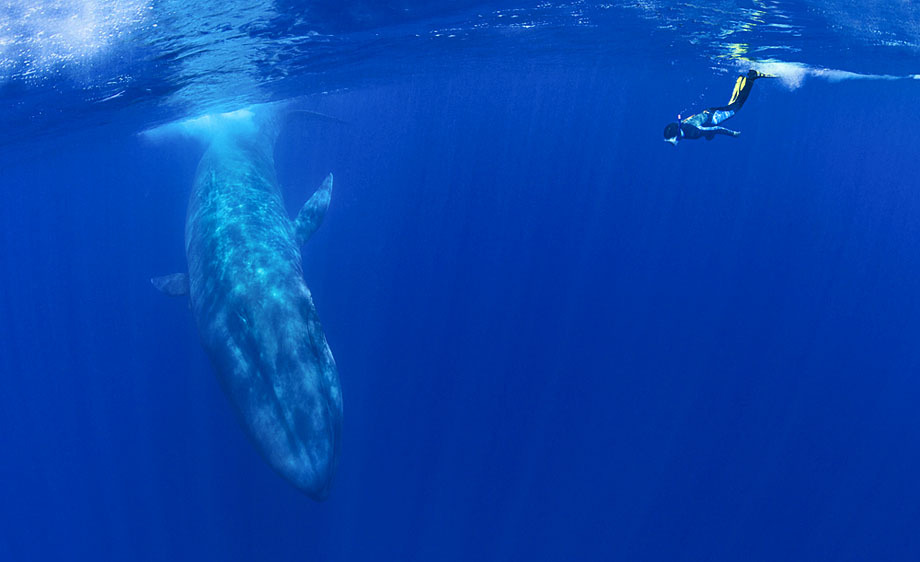 310_1diver_and_bluewhale.jpg