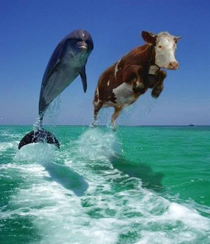 cow-and-dolphin.png
