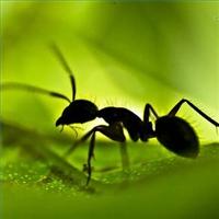 natural_ways_kill_ants_home_200X200_xlarge.jpg