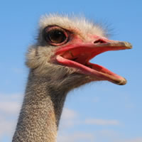 ostrich-current-recession-01.jpg