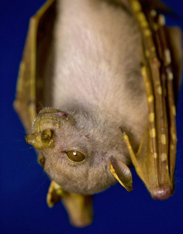 papua-new-guinea-tube-nosed-fruit-bat-1006-lg.jpg