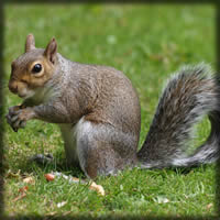 squirrel-large.jpg