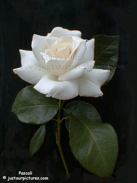 white rose.jpg