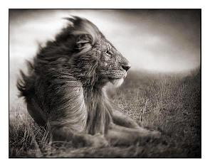 004_Lion-Before-Storm.JPG