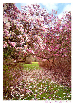 Magnolia_Gardens_by_atre.jpg