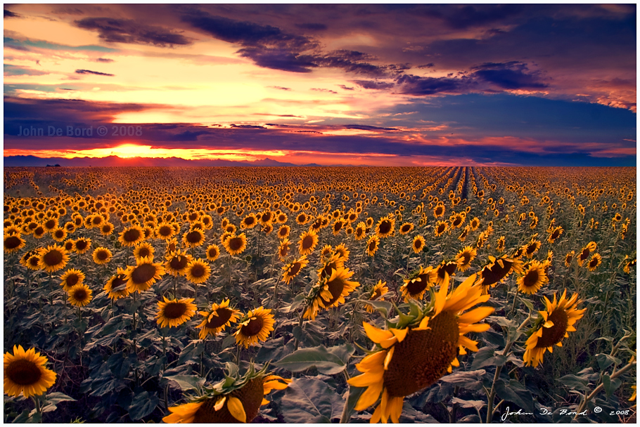Sunflowers_and_Sunsets_by_kkart.jpg