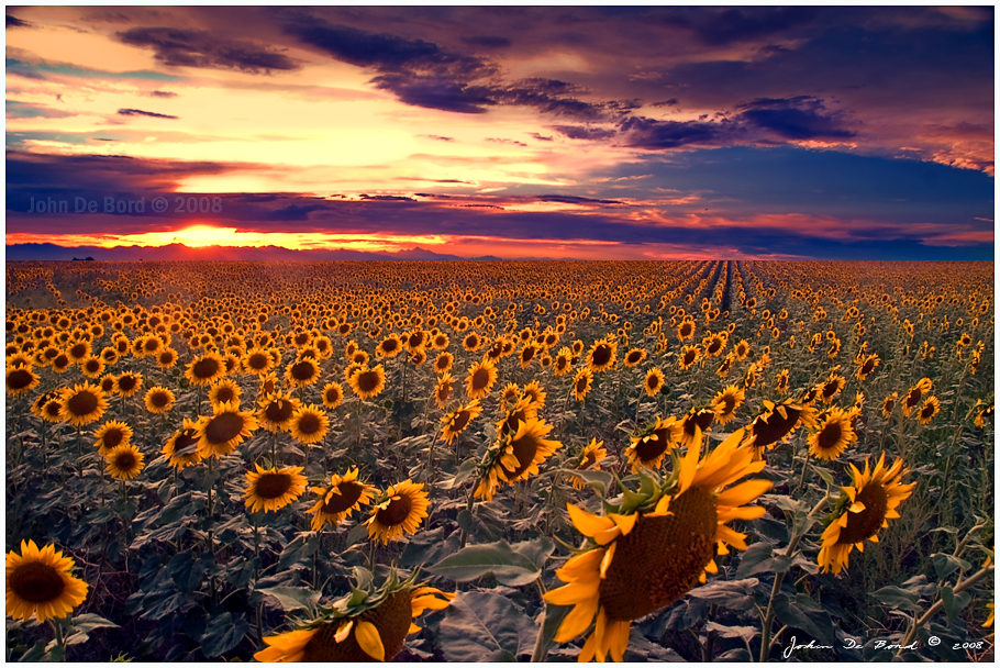 Sunflowers_and_Sunsets_by_kkart.jpg