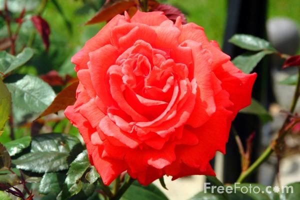 15_05_6---Rose_web.jpg