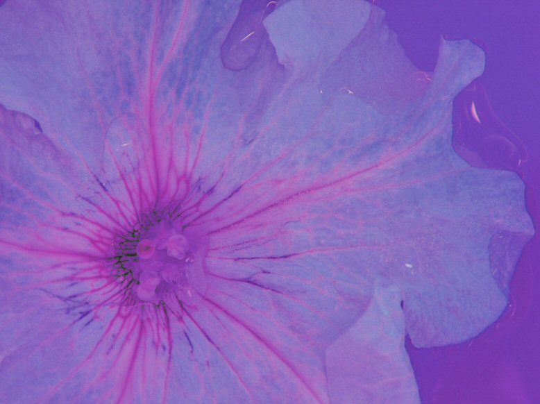 wet flower.jpg wet flower.jpg